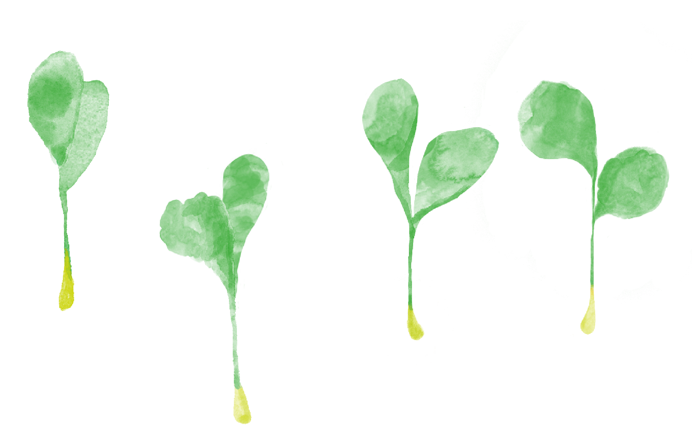 maikeweckenbrock-meineernte-seed-illustration